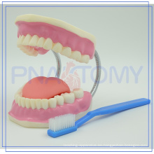 PNT-0520 plástico grande Cuidado dental 28 dientes Modelo con cepillo de dientes